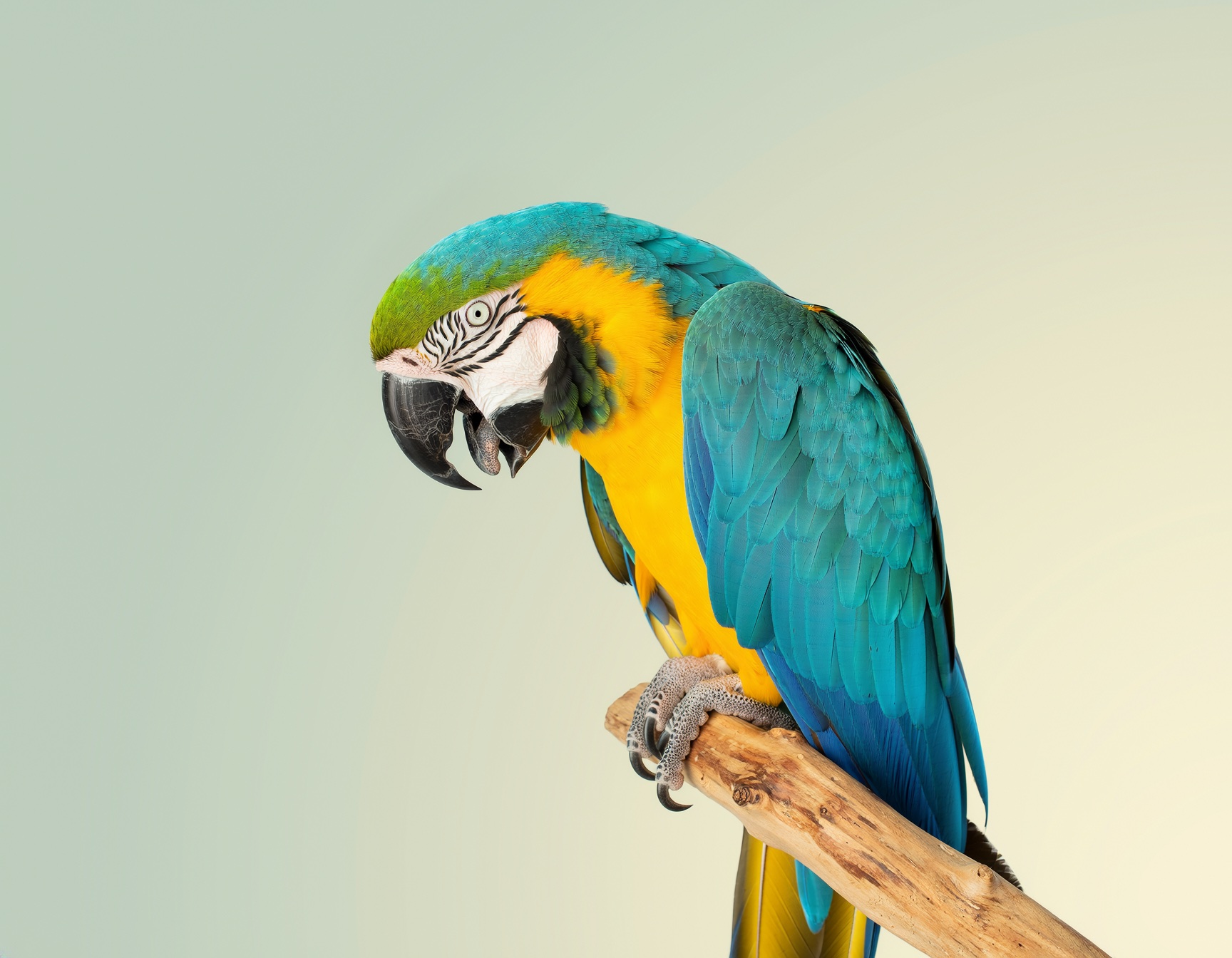 A blue and gold parrot beside the privacy promise