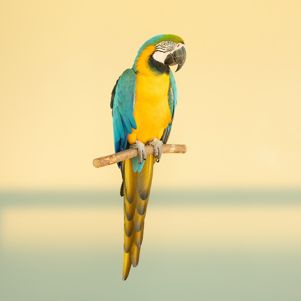 Blue-and-gold macaw