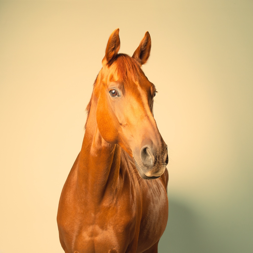 Chestnut horse