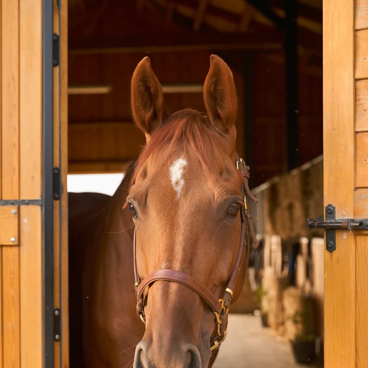 Chestnut horse looking out from a barn doorway